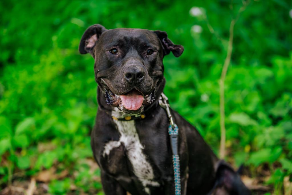 Sterling, a Adoptable Pit Bull Terrier in Coralville, IA image 1/3