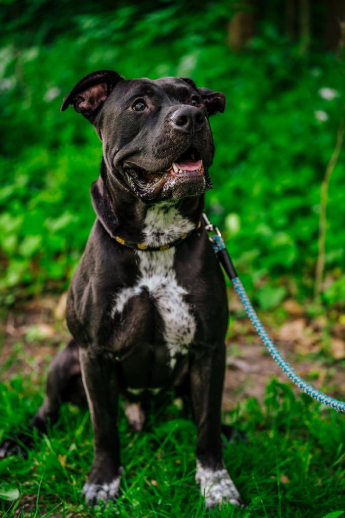 Sterling, a Adoptable Pit Bull Terrier in Coralville, IA image 2/3
