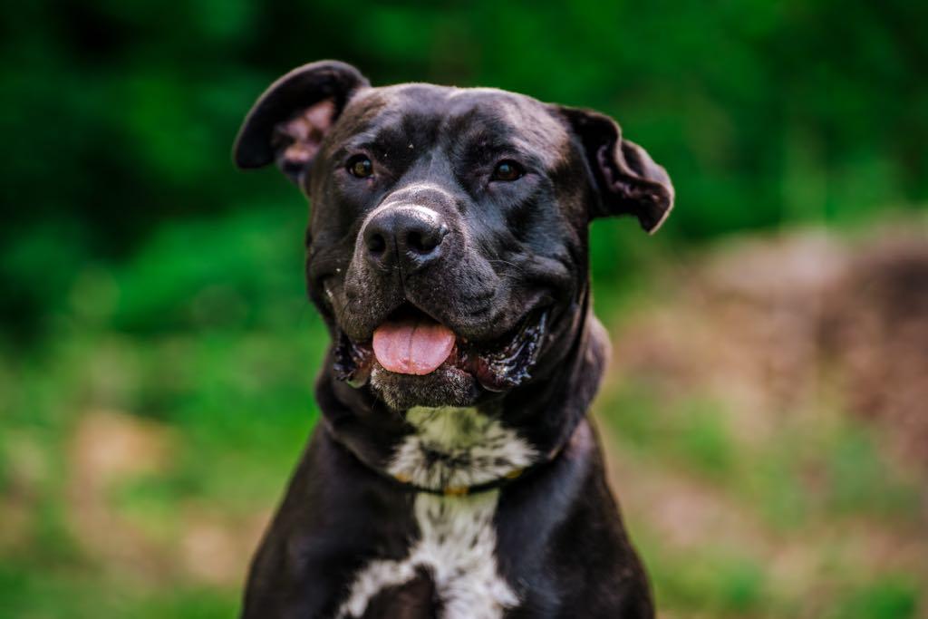 Sterling — thumbnail 3