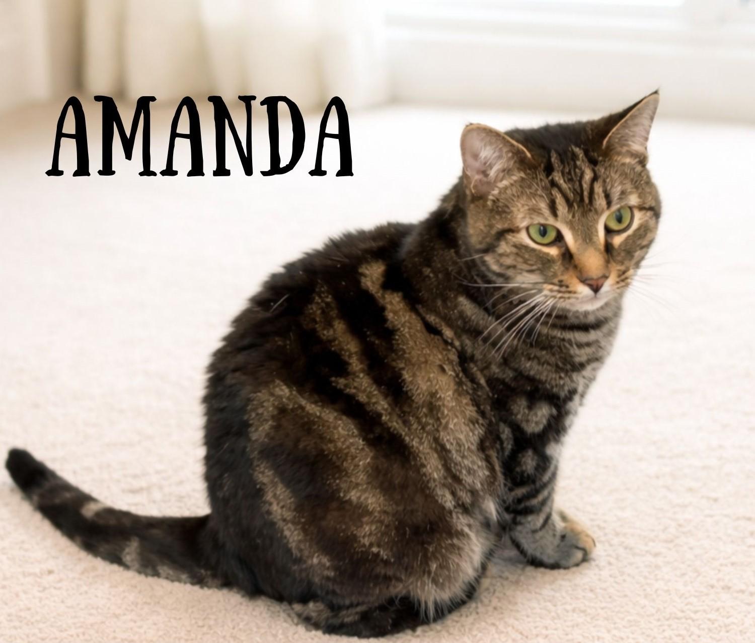 Enlarge Amanda, a Adoptable mixed breed in Greensburg, PA image 3/6