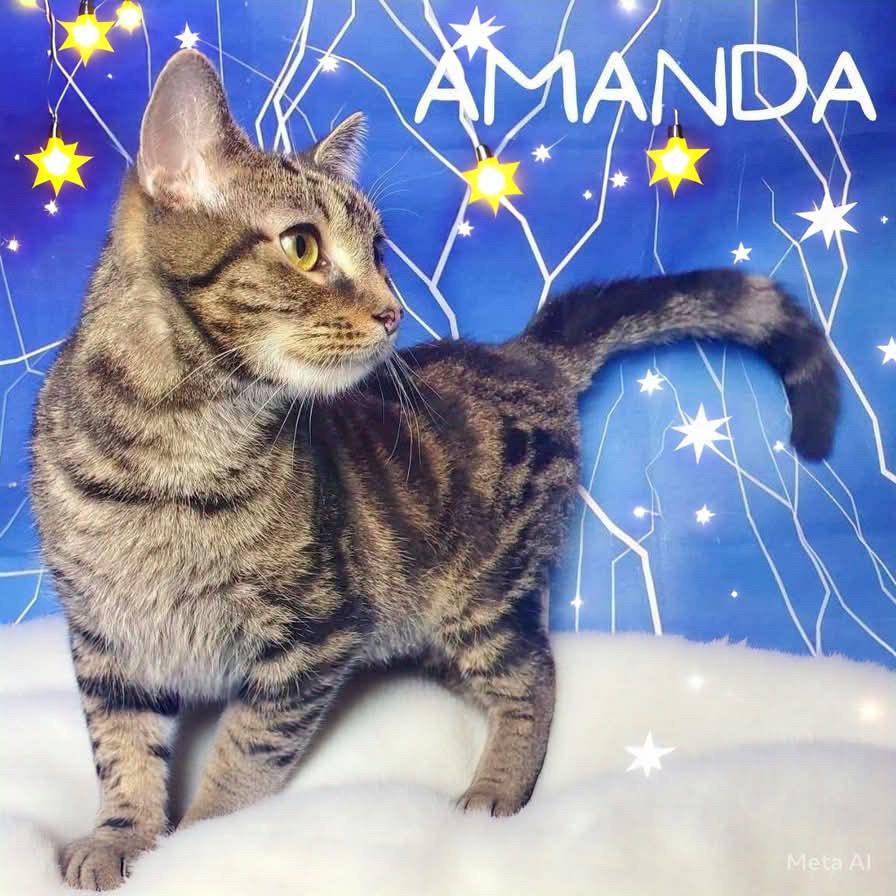 Enlarge Amanda, a Adoptable mixed breed in Greensburg, PA image 4/6