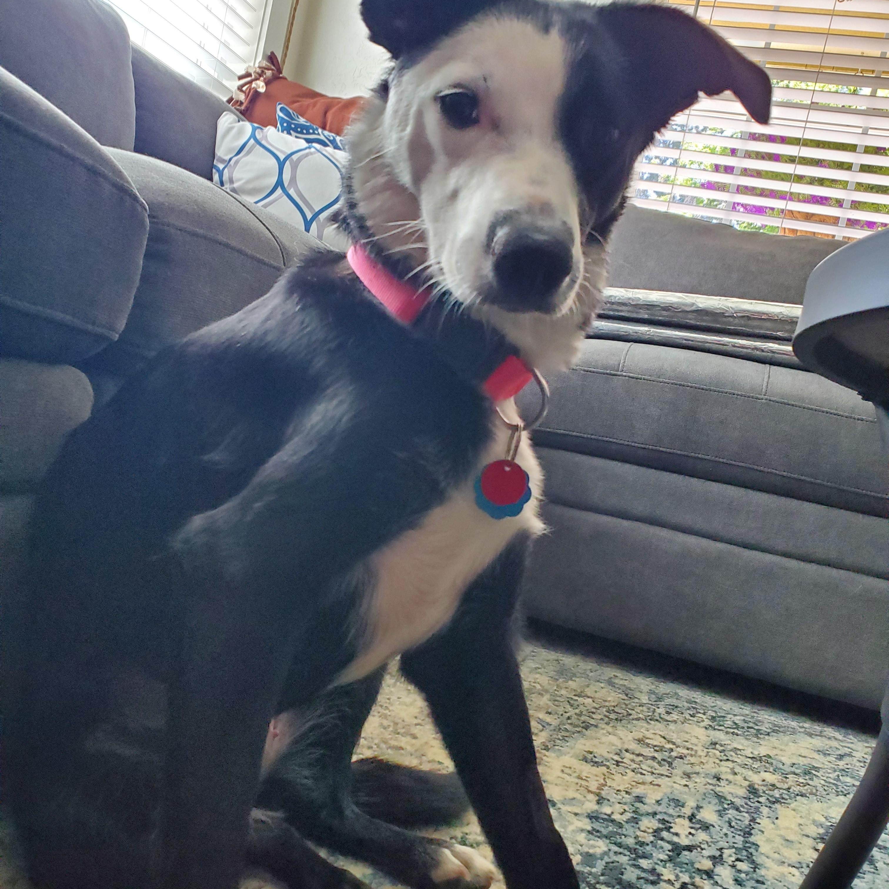 Dizzy, an adoptable Border Collie in Baker City, OR, 97814 | Photo Image 1