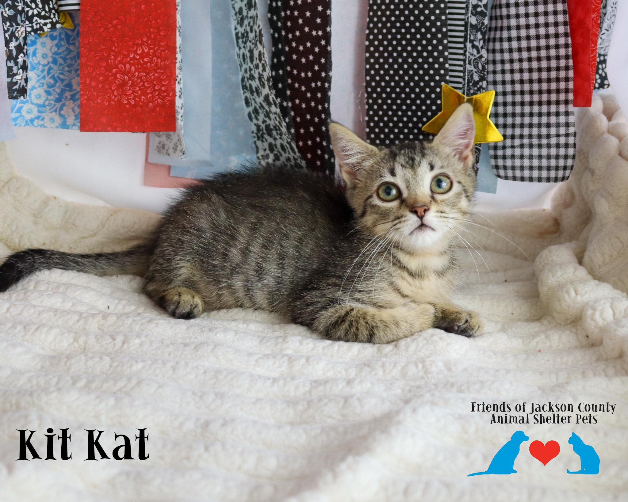 Kit Kat, Adoptable, Kitten Female Domestic Short Hair.