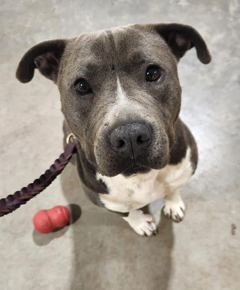 Enlarge Cheeseburger, a Adoptable Terrier in Greenville, SC image 2/3