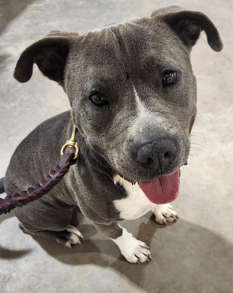 Enlarge Cheeseburger, a Adoptable Terrier in Greenville, SC image 3/3