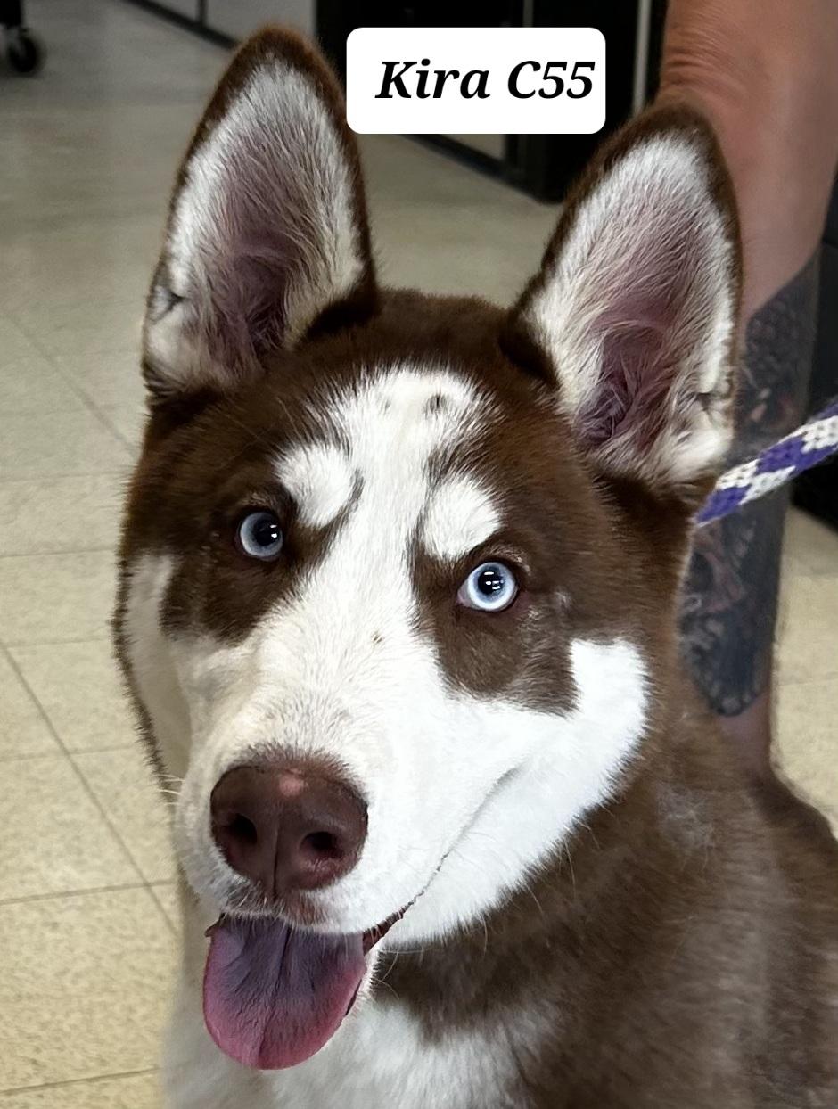Kira, ADOPTABLE, Young Female Siberian Husky.