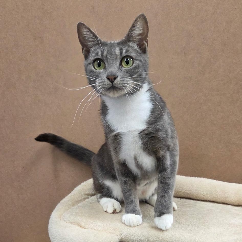 Moonlight -ABBY Mr Pets, Adoptable, Adult Female Domestic Short Hair.