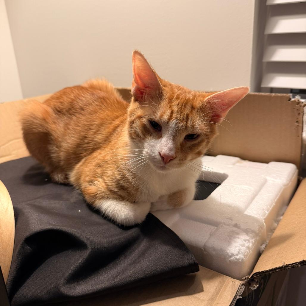 Phineas, Adoptable, Young Male Domestic Short Hair.