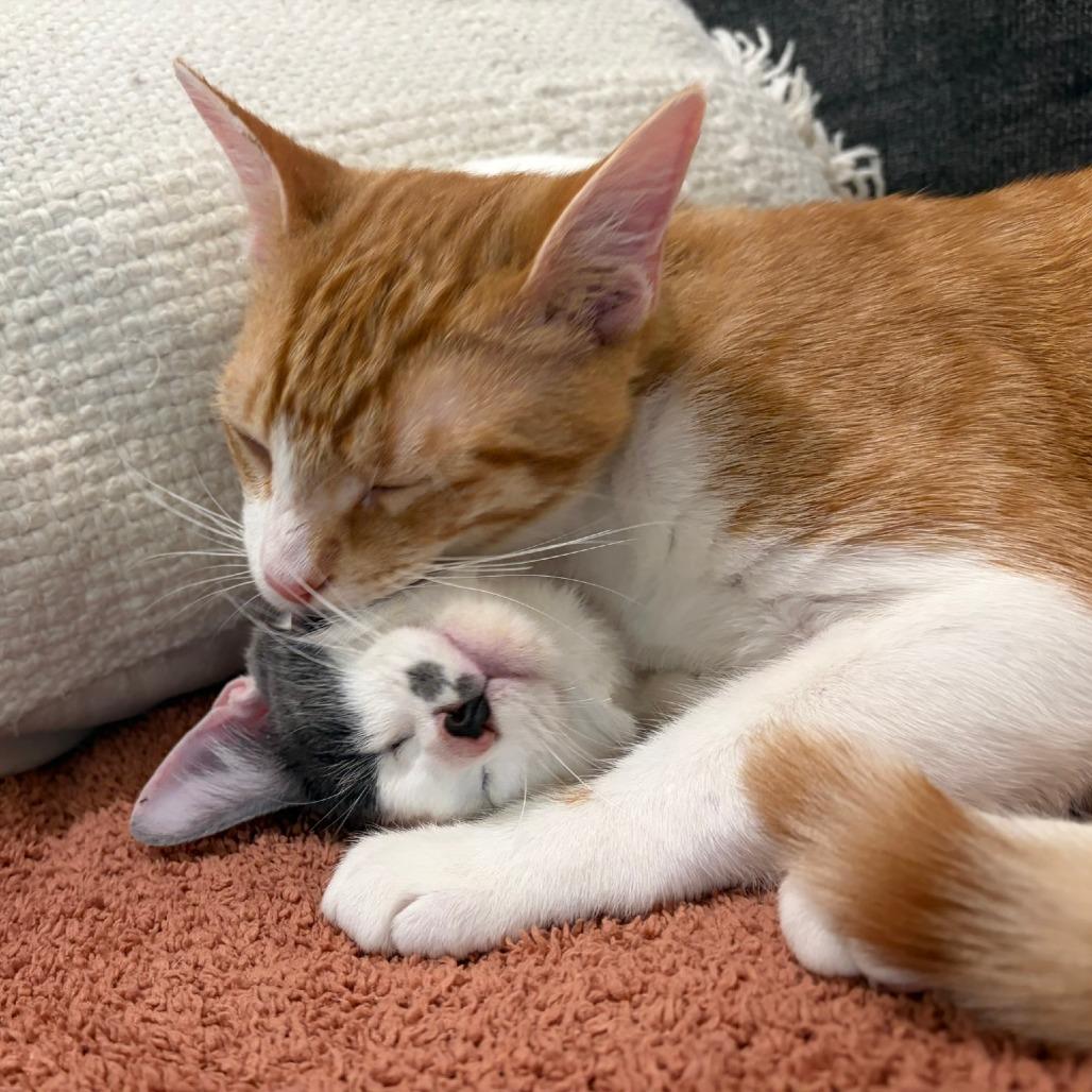 Enlarge Phineas, a Adoptable Domestic Short Hair in Huntsville, AL image 2/6