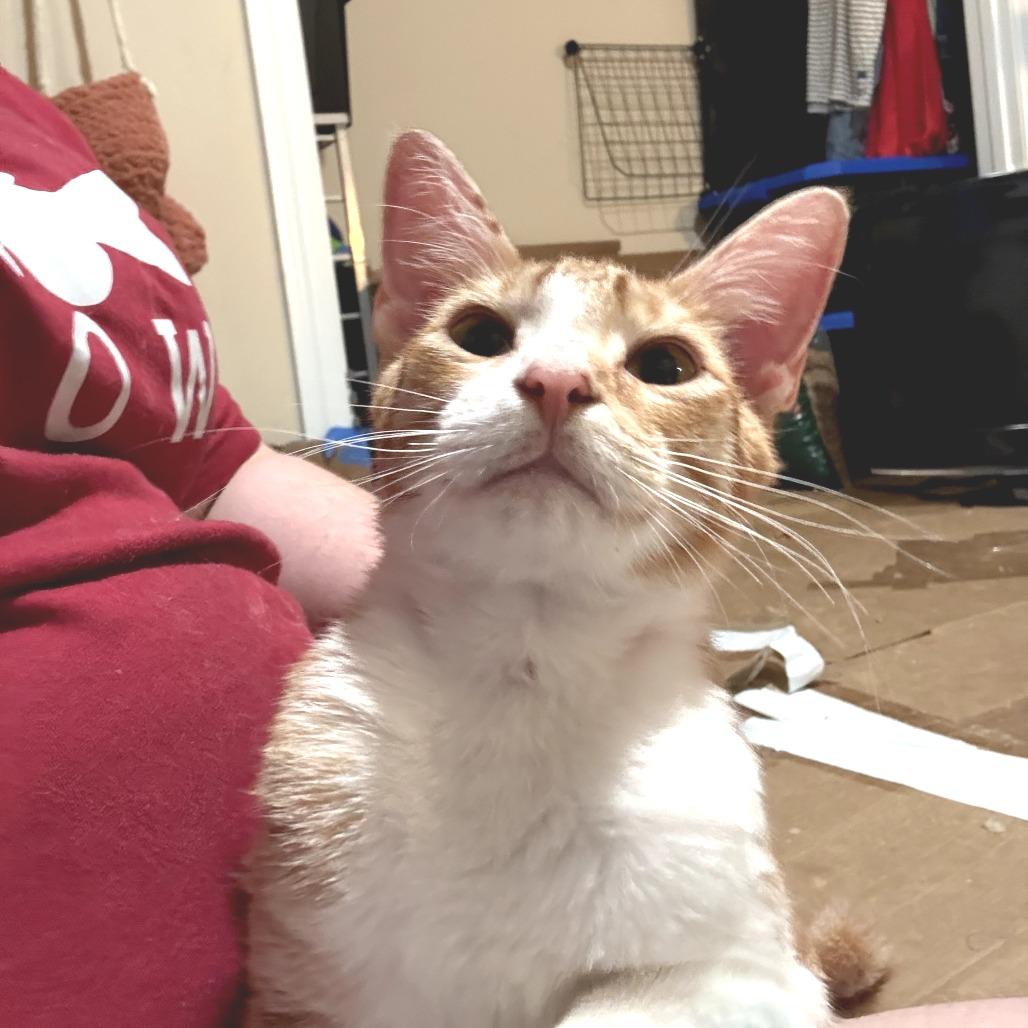 Enlarge Phineas, a Adoptable Domestic Short Hair in Huntsville, AL image 3/6