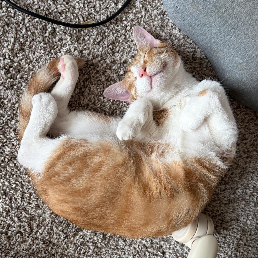 Enlarge Phineas, a Adoptable Domestic Short Hair in Huntsville, AL image 4/6