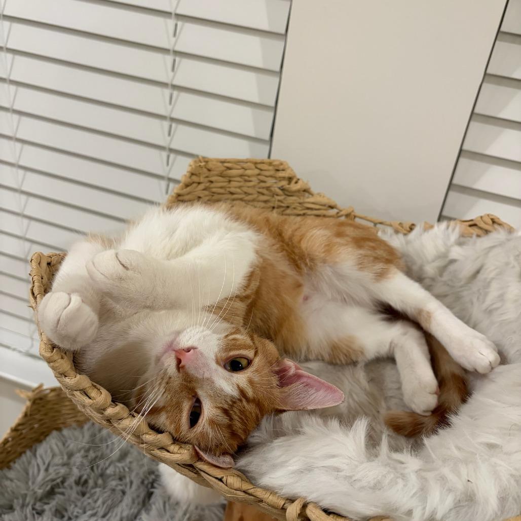 Enlarge Phineas, a Adoptable Domestic Short Hair in Huntsville, AL image 5/6