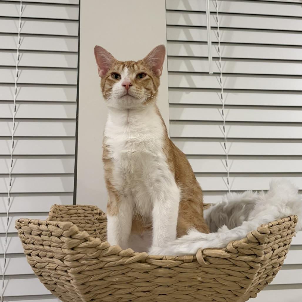 Enlarge Phineas, a Adoptable Domestic Short Hair in Huntsville, AL image 6/6