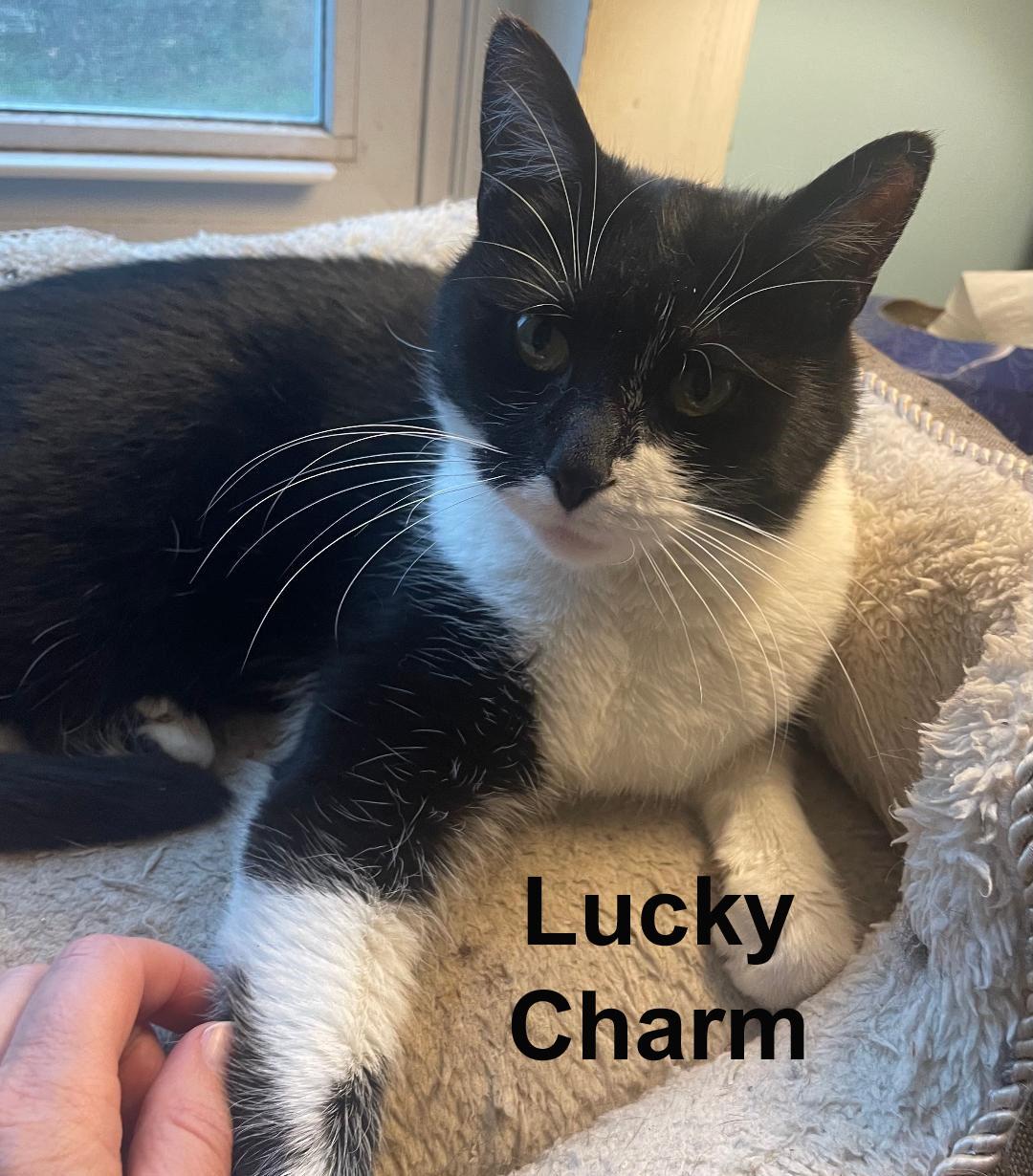 Enlarge Lucky Charm Gil.  (sweet girl; sister of Bunny), an adopted Domestic Short Hair in Stowe, PA image 3/3