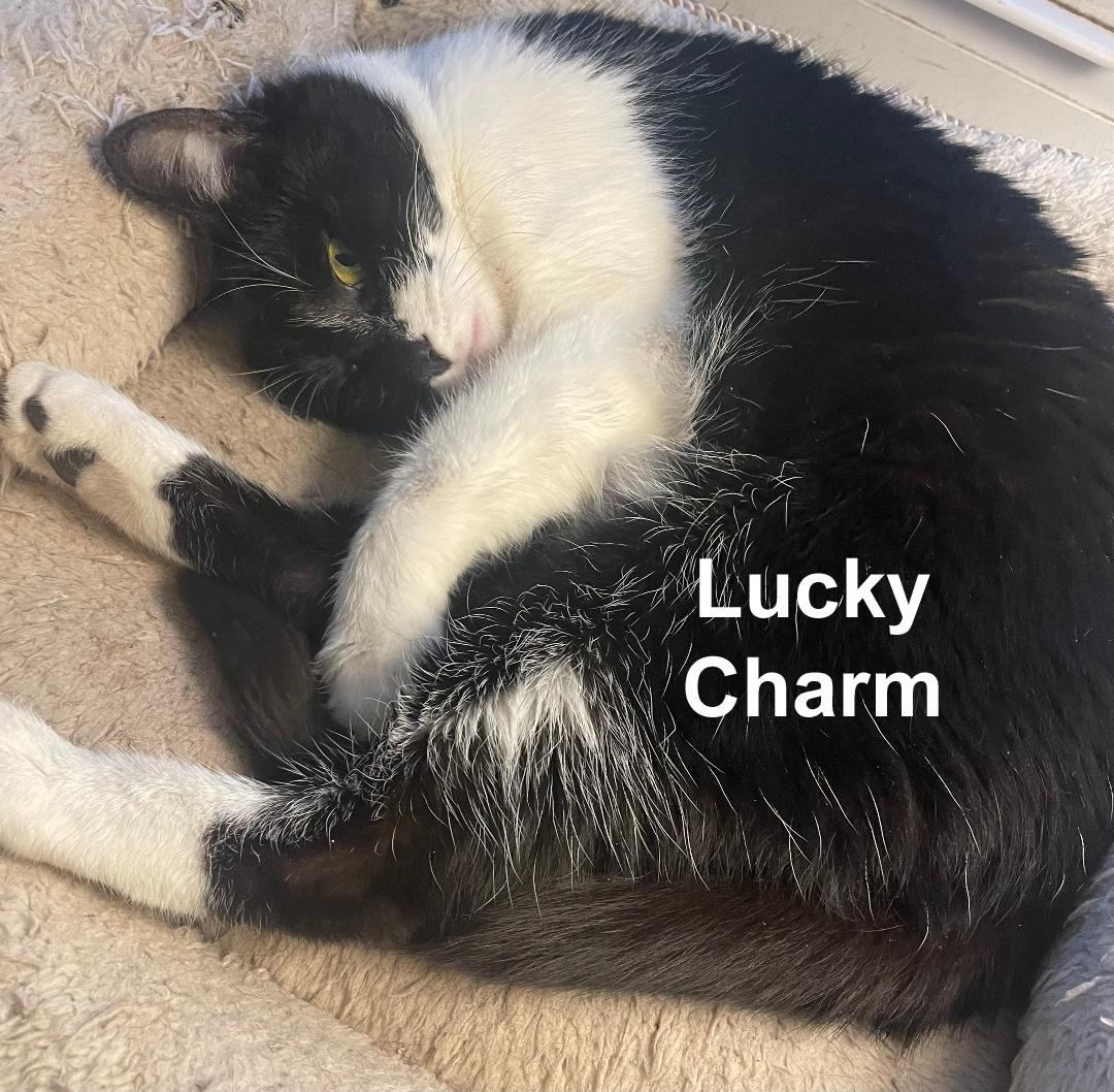 Enlarge Lucky Charm Gil.  (sweet girl; sister of Bunny), an adopted Domestic Short Hair in Stowe, PA image 2/3