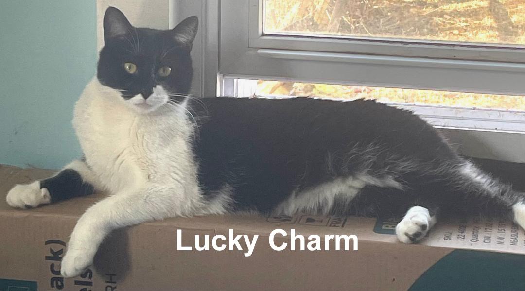 Enlarge Lucky Charm Gil.  (sweet girl; sister of Bunny), an adopted Domestic Short Hair in Stowe, PA image 1/3