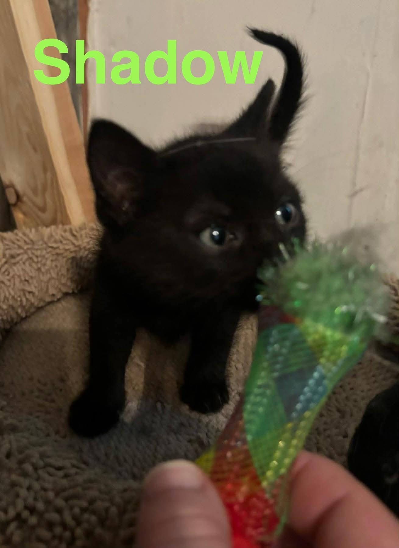 Shadow, Adopted, Kitten Male Domestic Short Hair.