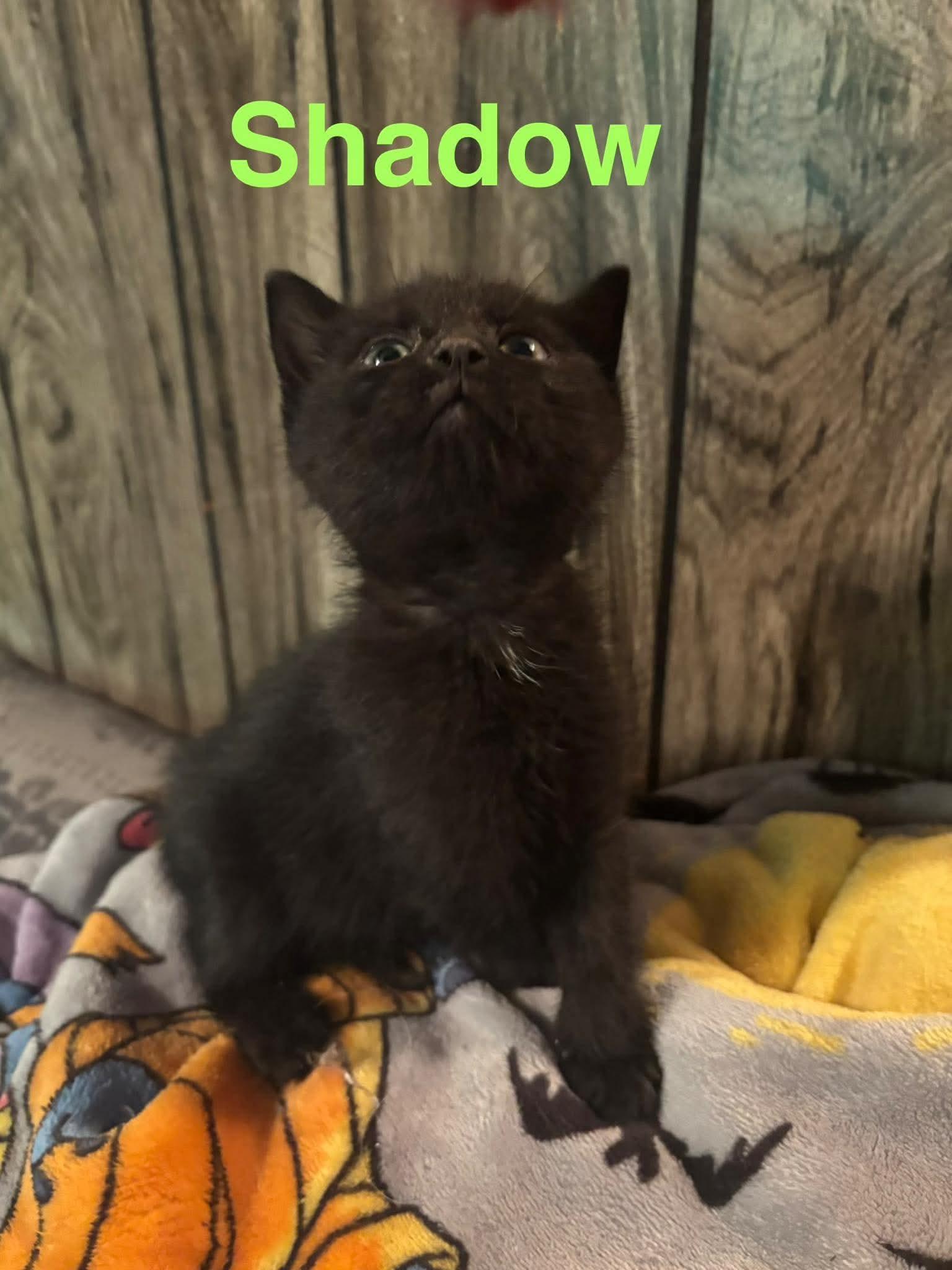 Enlarge Shadow, a Adopted Domestic Short Hair in Sicklerville , NJ image 2/2