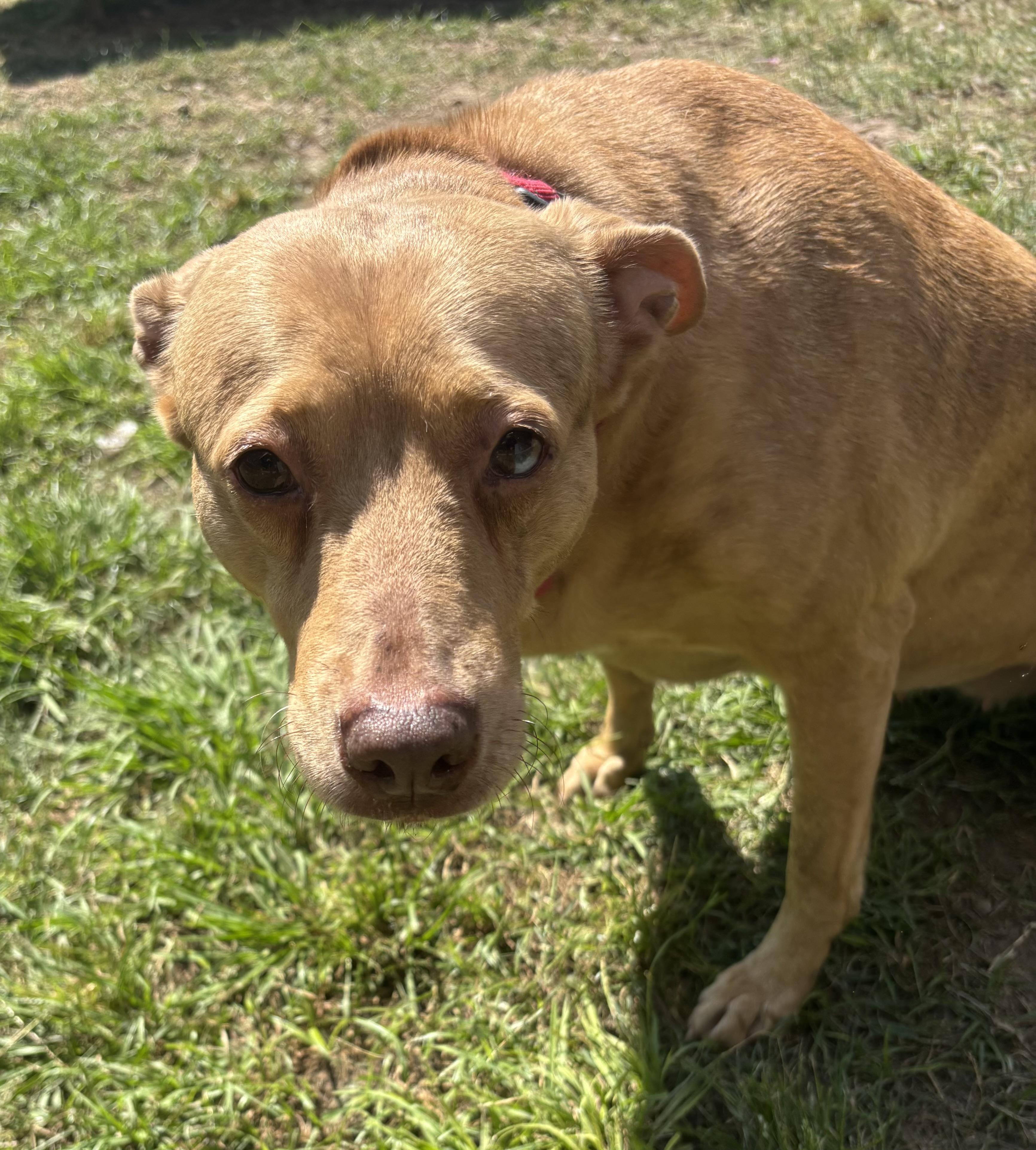 Enlarge LuLu, a Adoptable mixed breed in Coldspring, TX image 2/4