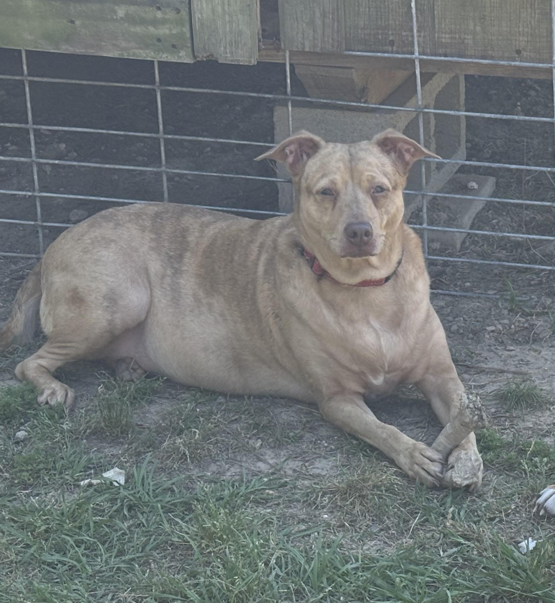 LuLu, Adoptable, Adult Female Catahoula Leopard Dog.