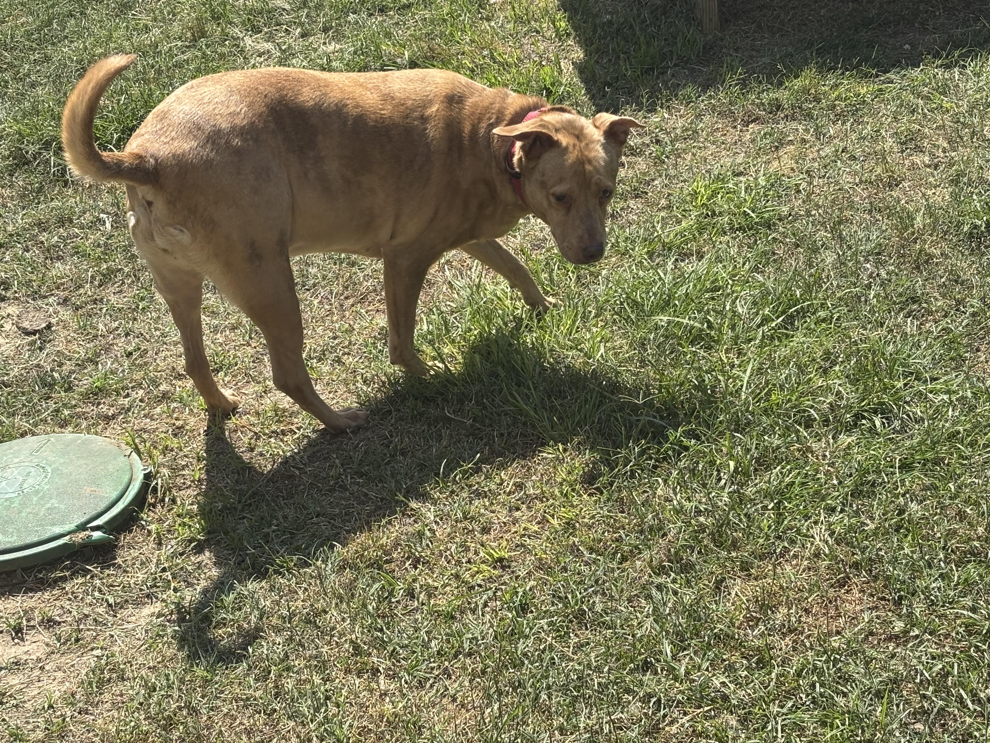Enlarge LuLu, a Adoptable mixed breed in Coldspring, TX image 3/4