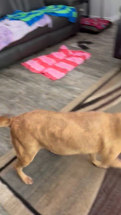 Enlarge LuLu, a Adoptable mixed breed in Coldspring, TX video 4/4