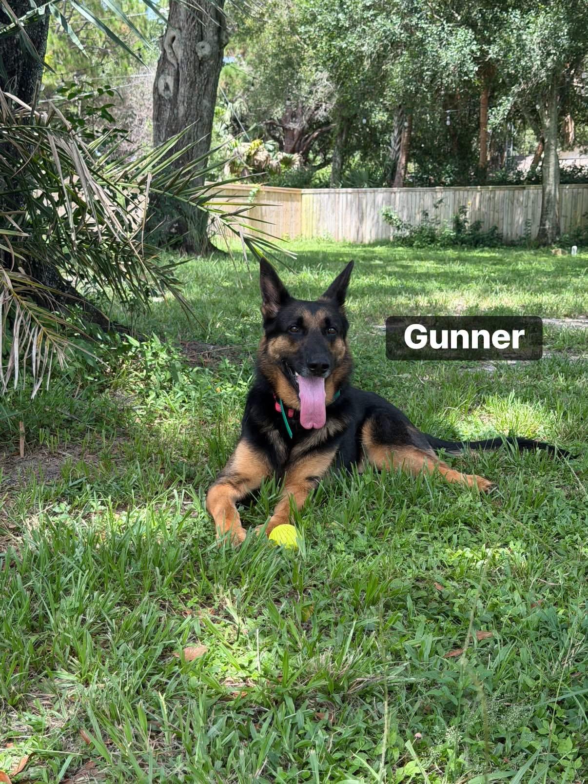 Enlarge Gunner, a Adoptable German Shepherd Dog in Port Saint Lucie, FL image 3/3