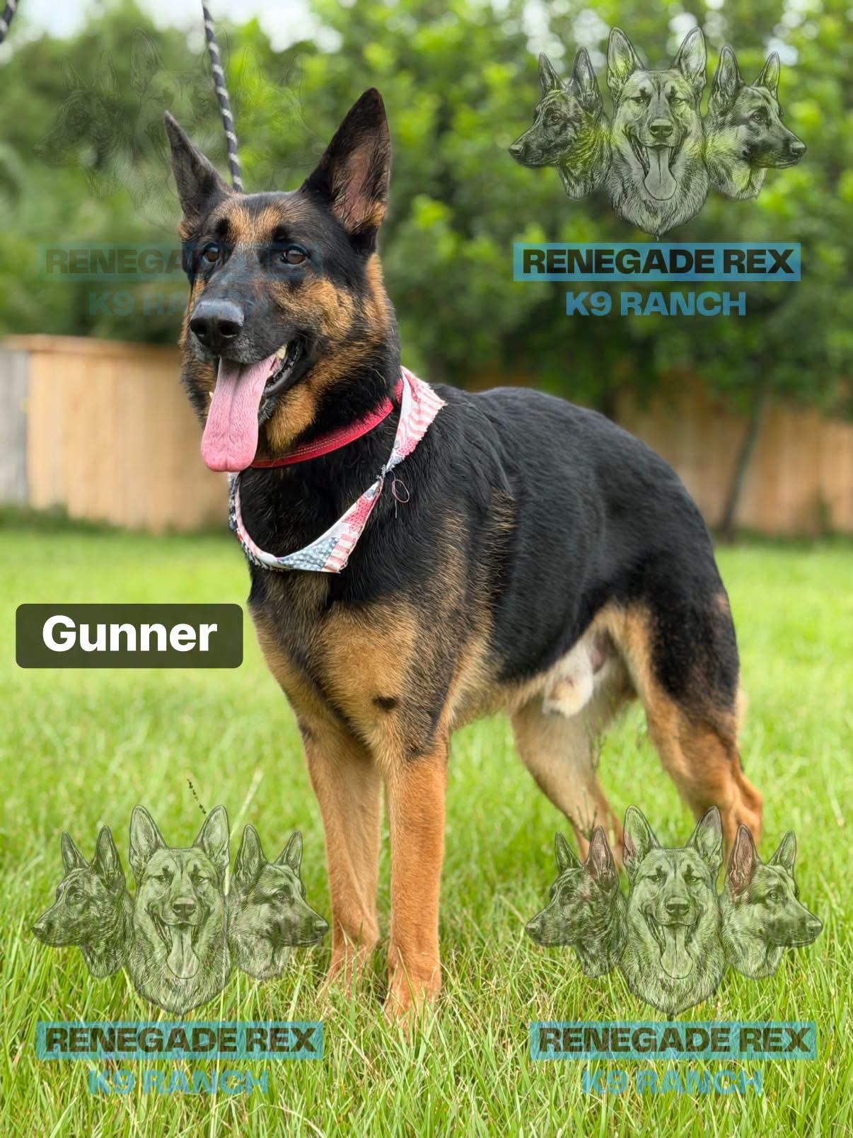 Enlarge Gunner, a Adoptable German Shepherd Dog in Port Saint Lucie, FL image 2/3