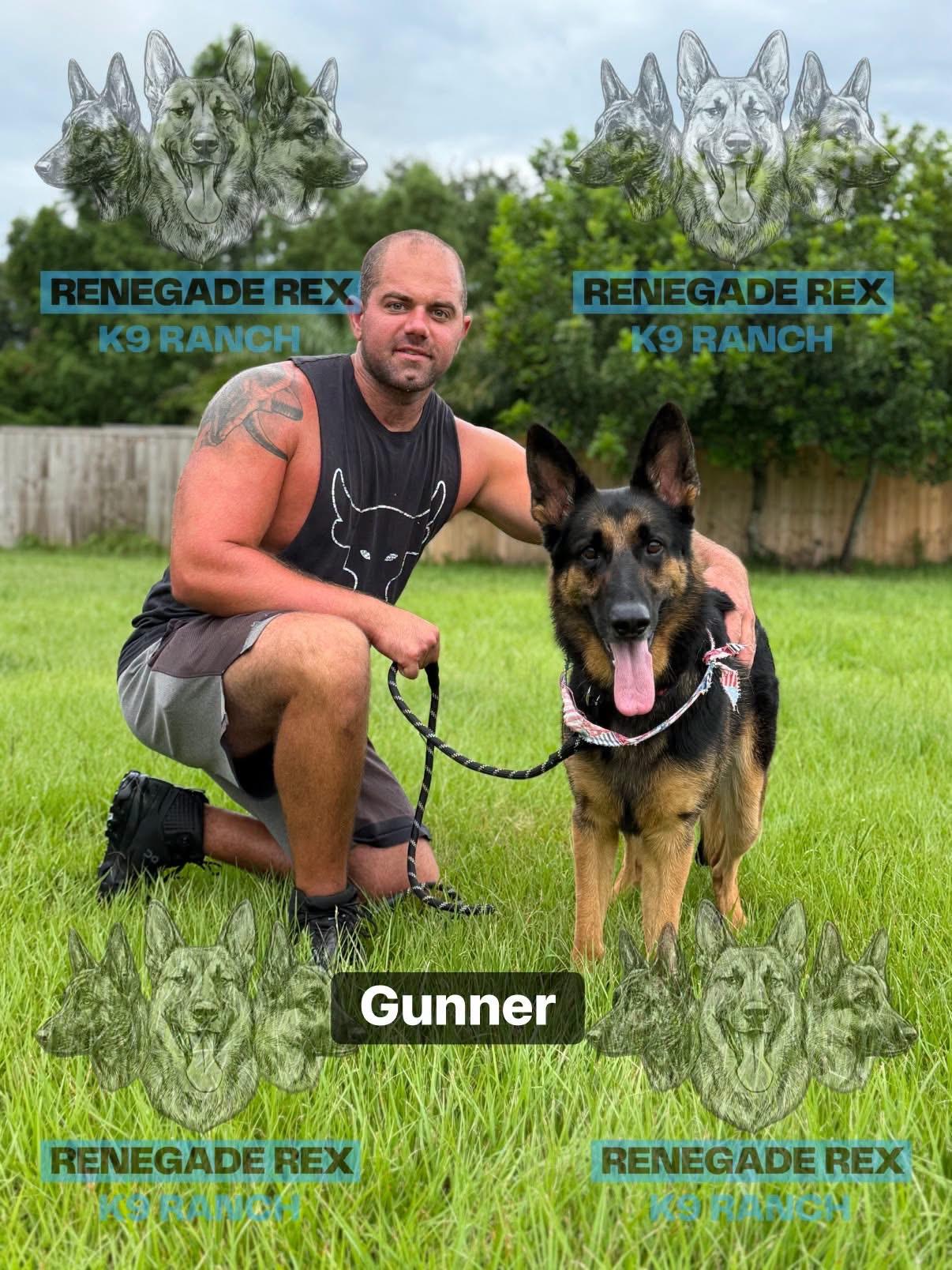 Gunner, Adoptable, Adult Male German Shepherd Dog.