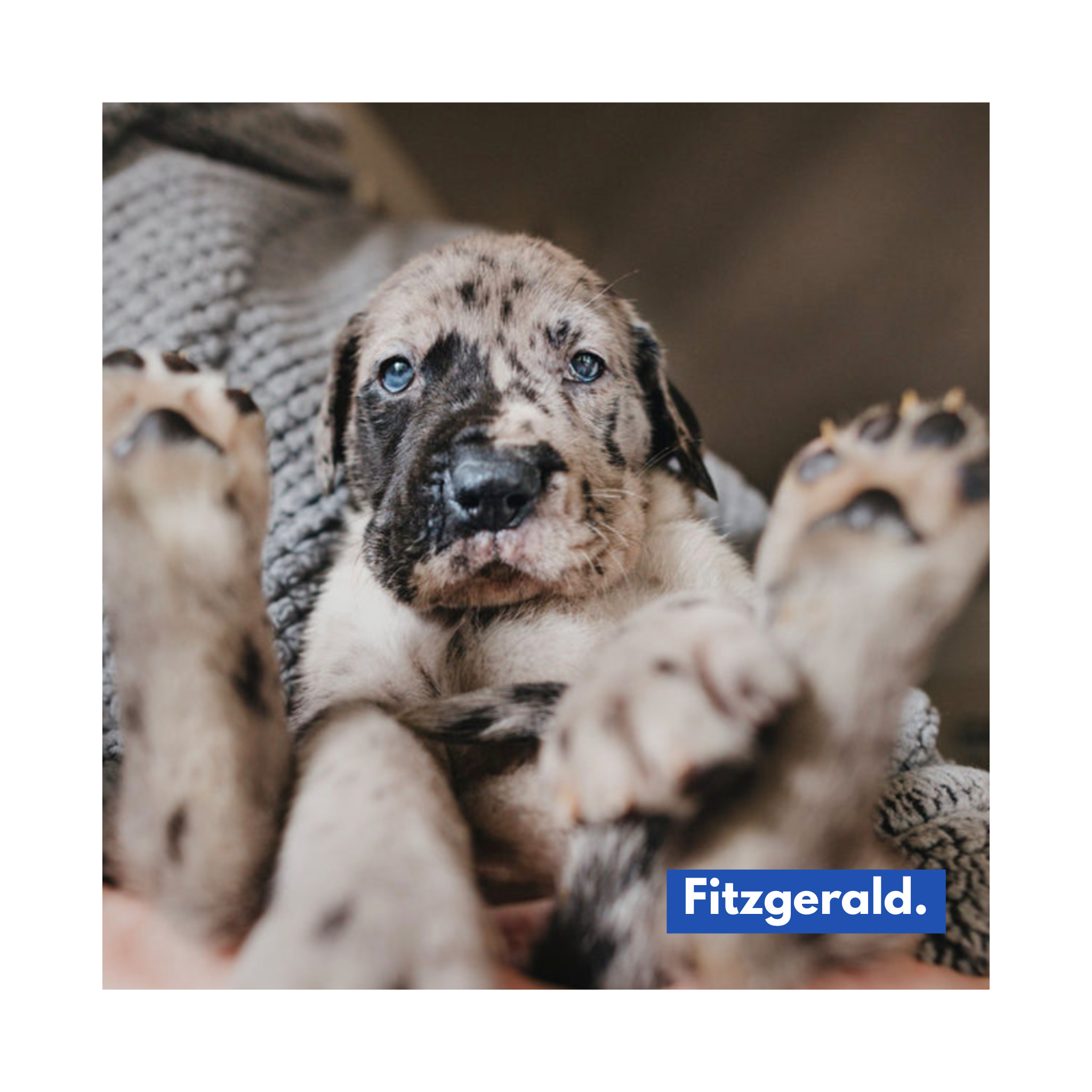 Enlarge Fitzgerald, a Adopted Great Dane in beverly hills, CA image 1/1