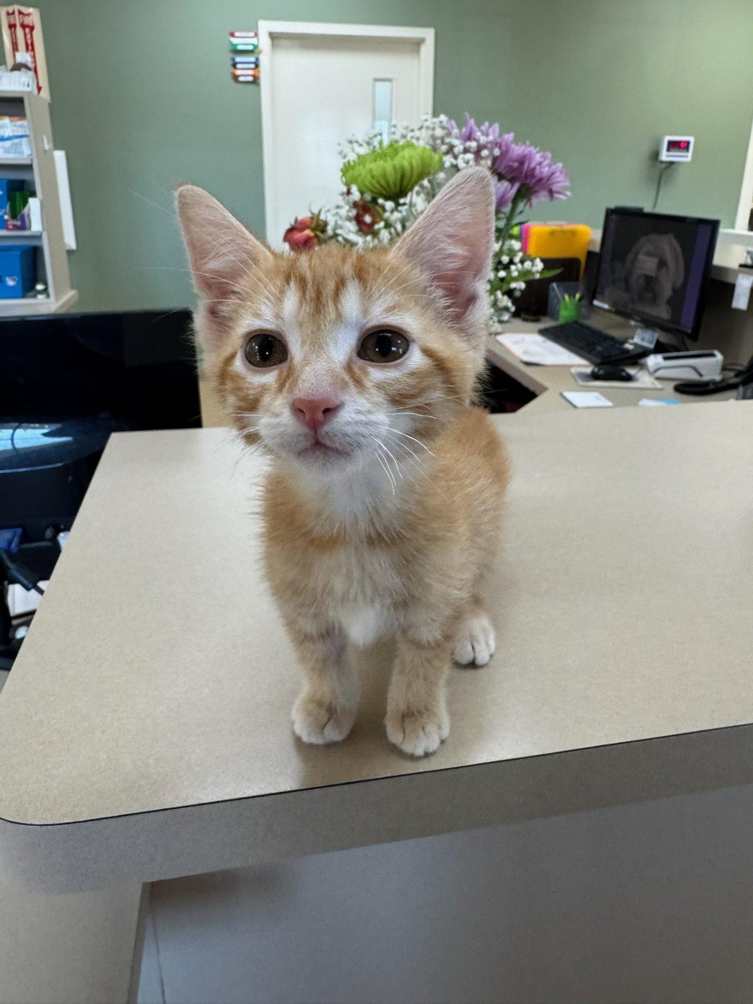 Enlarge Mango, a Adoptable Domestic Short Hair in Mattoon, IL image 1/3