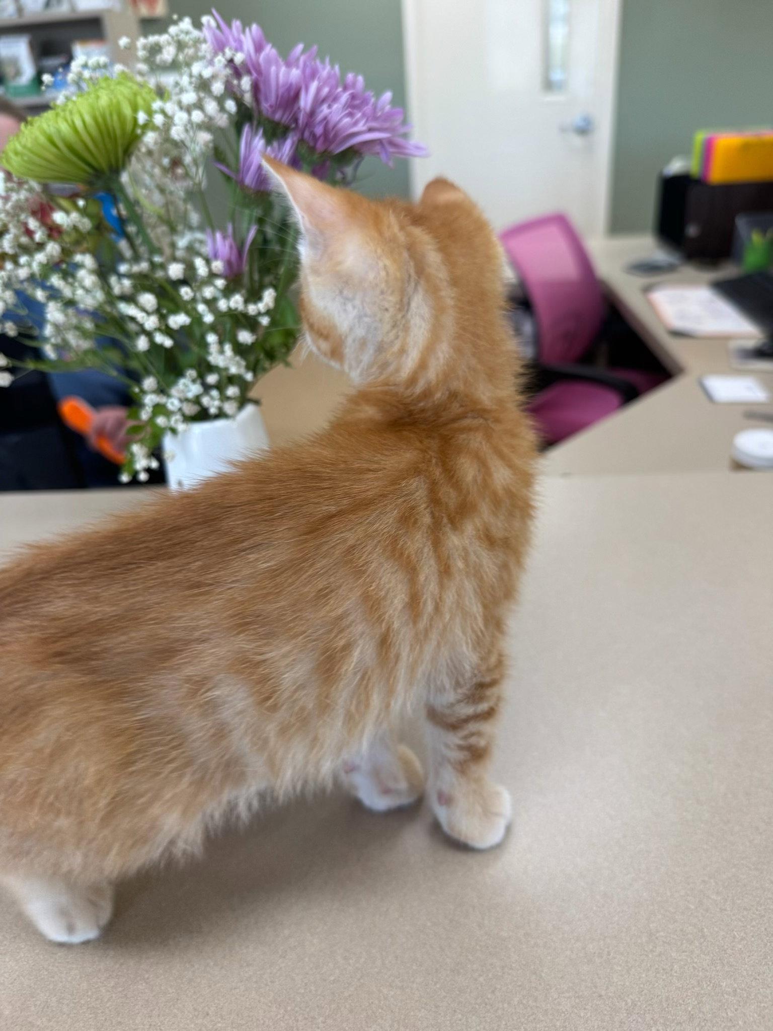 Enlarge Mango, a Adoptable Domestic Short Hair in Mattoon, IL image 2/3