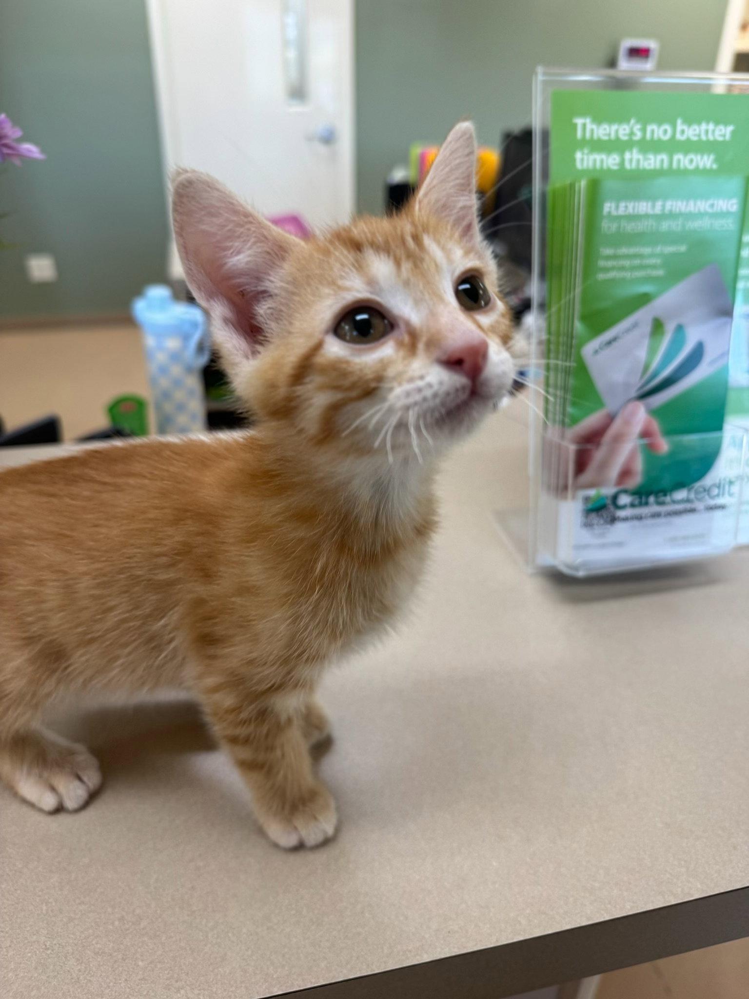 Enlarge Mango, a Adoptable Domestic Short Hair in Mattoon, IL image 3/3