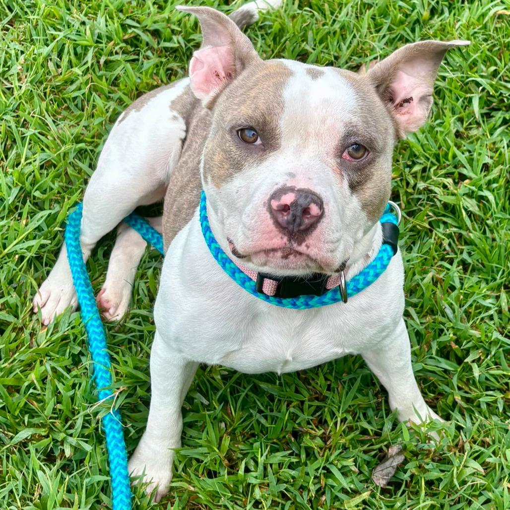 Enlarge Taylor Swift, a Adoptable Pit Bull Terrier in Chesapeake, VA image 1/2