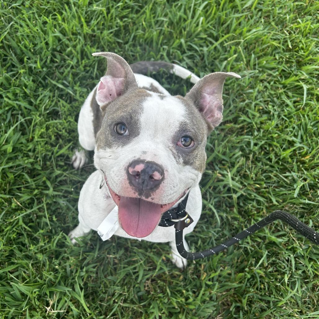 Enlarge Taylor Swift, a Adoptable Pit Bull Terrier in Chesapeake, VA image 2/2
