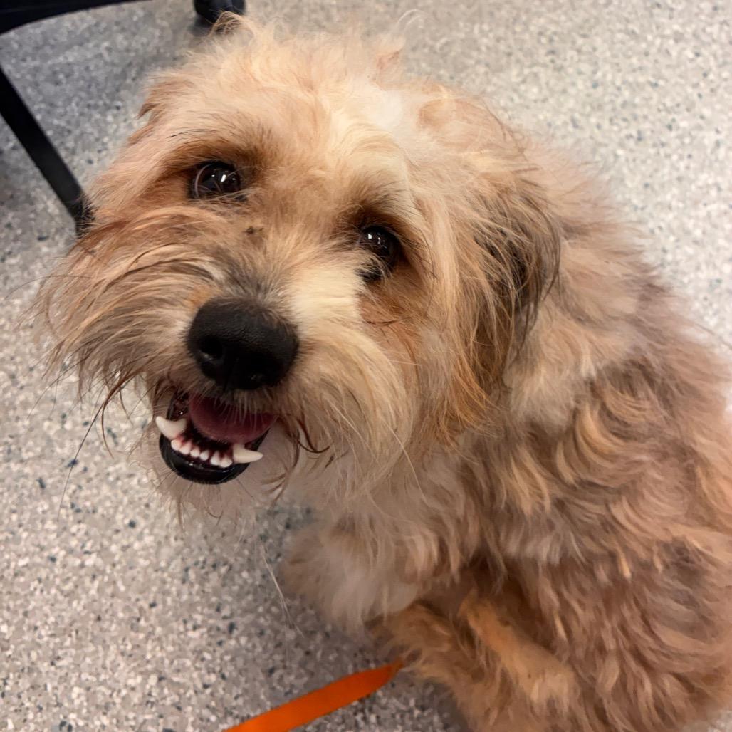 Big Guy, Adoptable, Adult Male Mixed Breed.