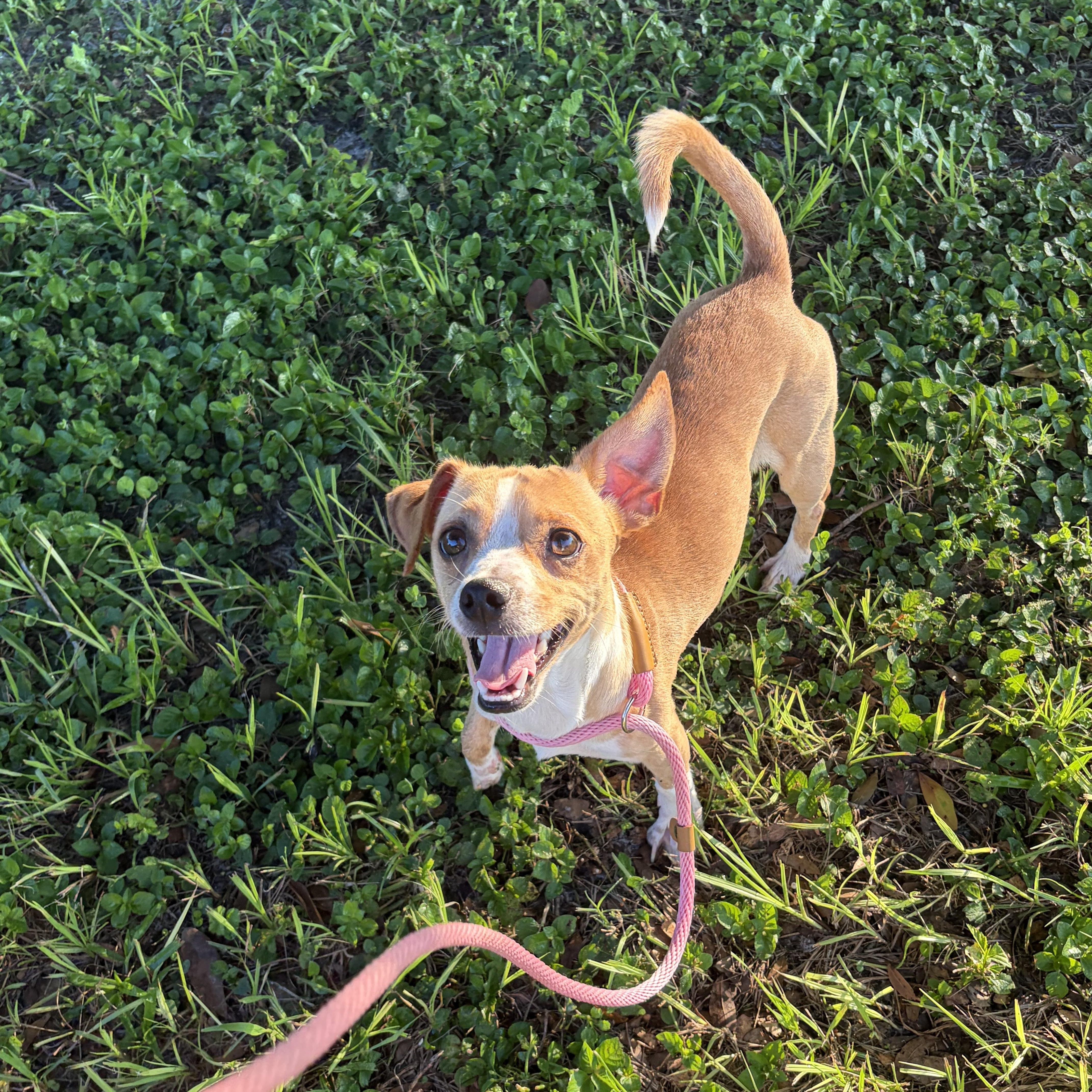 Rex, ADOPTABLE, Young Male Chiweenie.