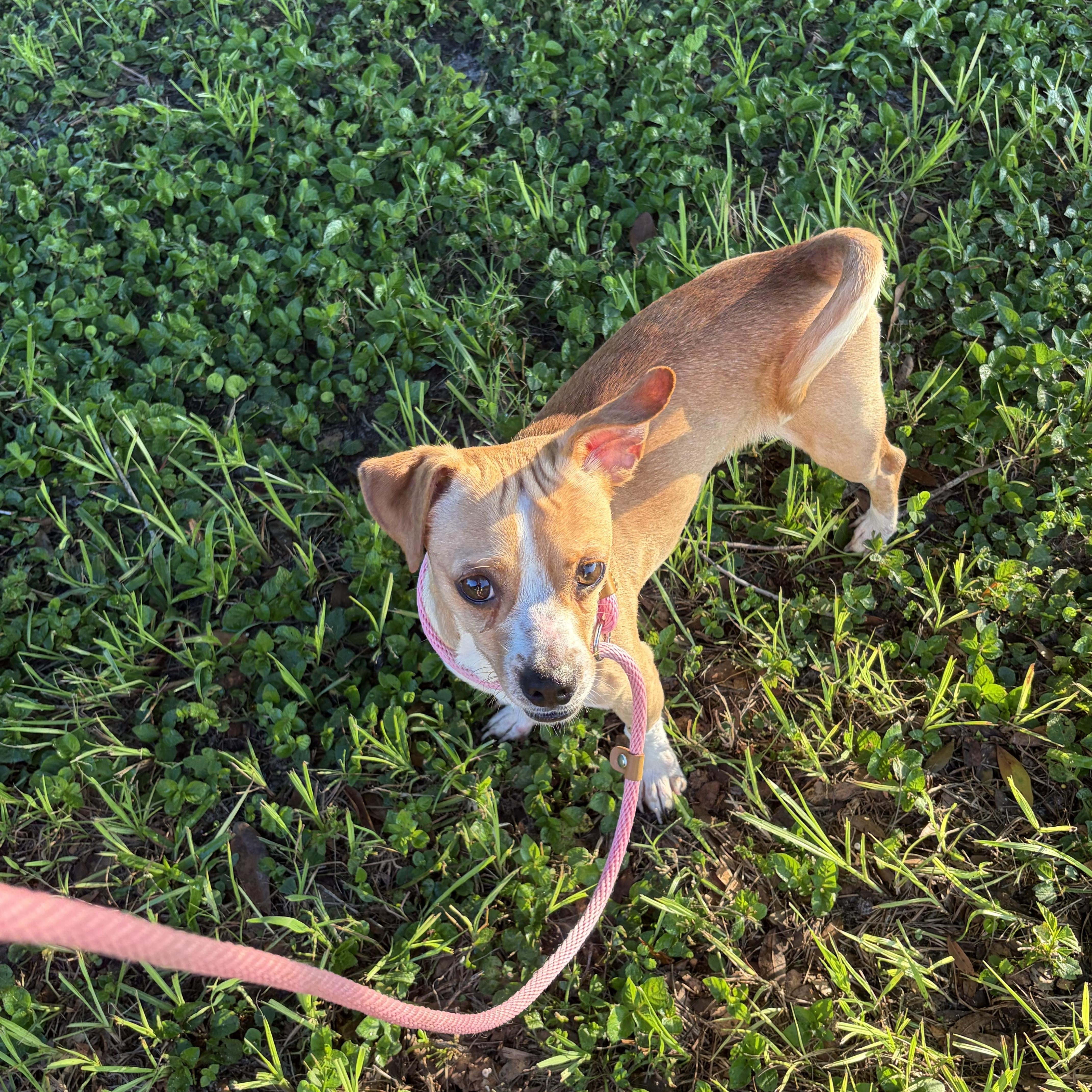 Enlarge Rex, a ADOPTABLE mixed breed in Arcadia, FL image 2/2