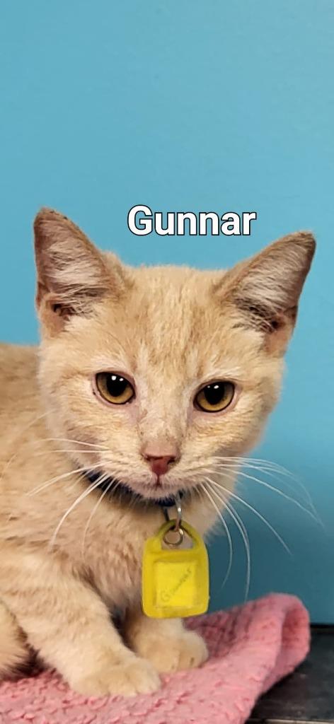 Enlarge Gunnar, a Adoptable Domestic Short Hair in Kendallville, IN image 1/1