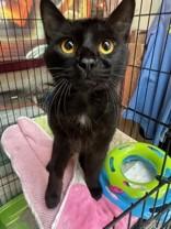 Enlarge Eerie, a Adoptable Domestic Short Hair in Manitowoc, WI image 1/1