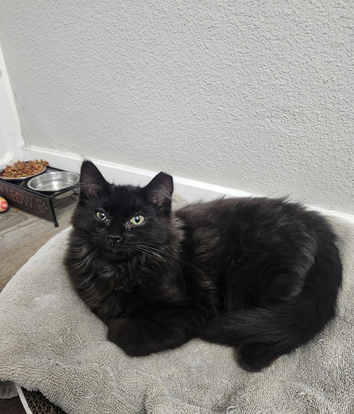 Jackson, ADOPTABLE, Young Male Domestic Medium Hair.