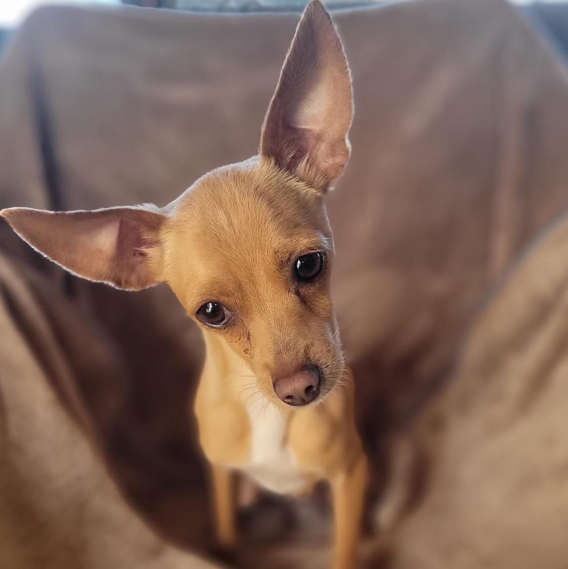 Enlarge Axel, a Adoptable mixed breed in Sherwood, OR image 2/5