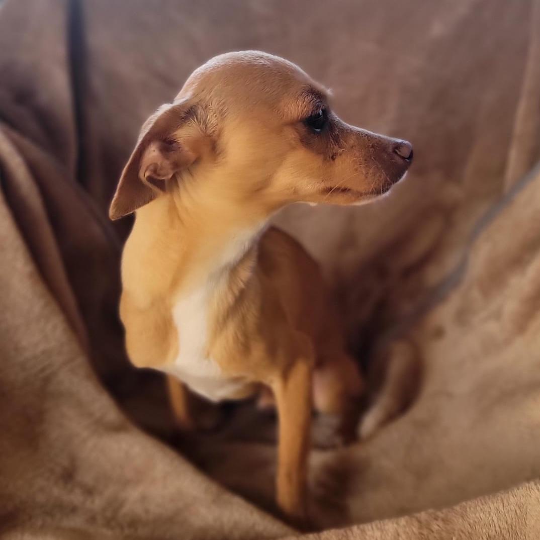 Enlarge Axel, a Adoptable mixed breed in Sherwood, OR image 5/5