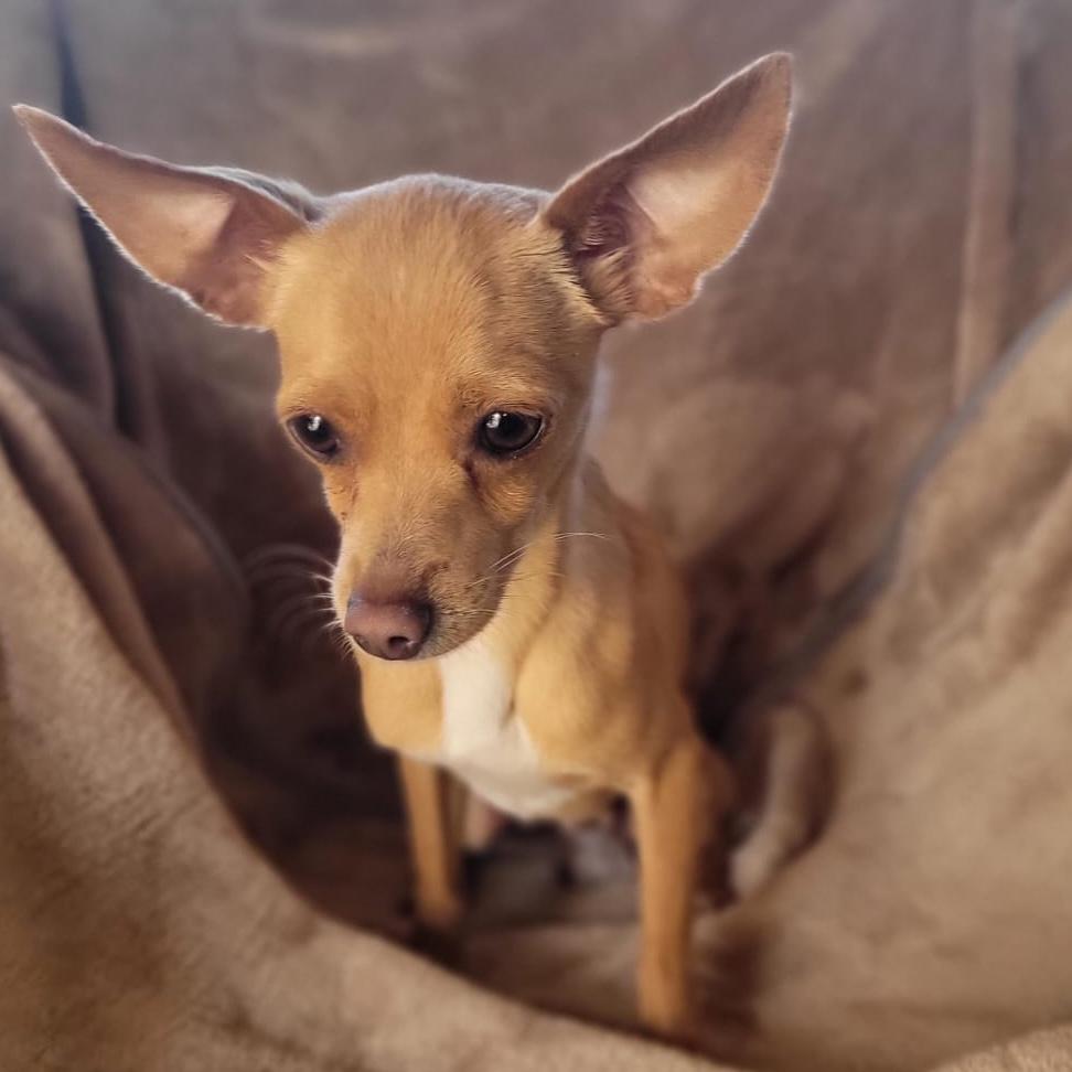 Enlarge Axel, a Adoptable mixed breed in Sherwood, OR image 3/5