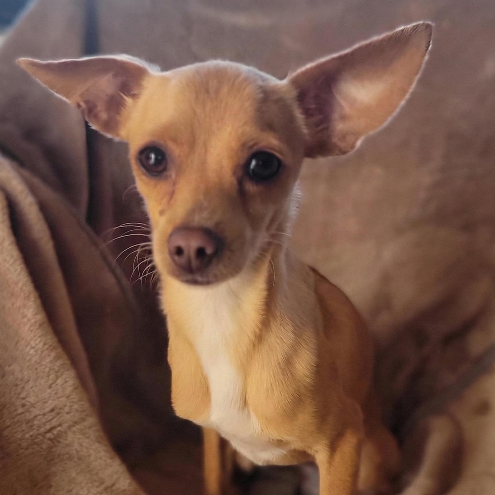 Axel, Adoptable, Young Male Chihuahua.