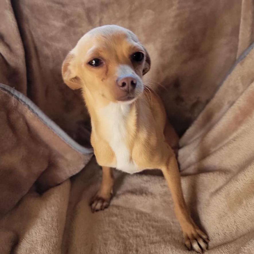 Enlarge Axel, a Adoptable mixed breed in Sherwood, OR image 4/5