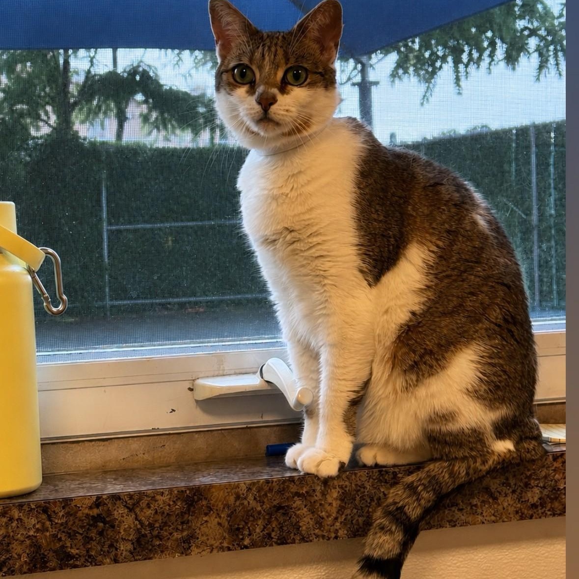 Pinkie, ADOPTABLE, Adult Female Domestic Short Hair.