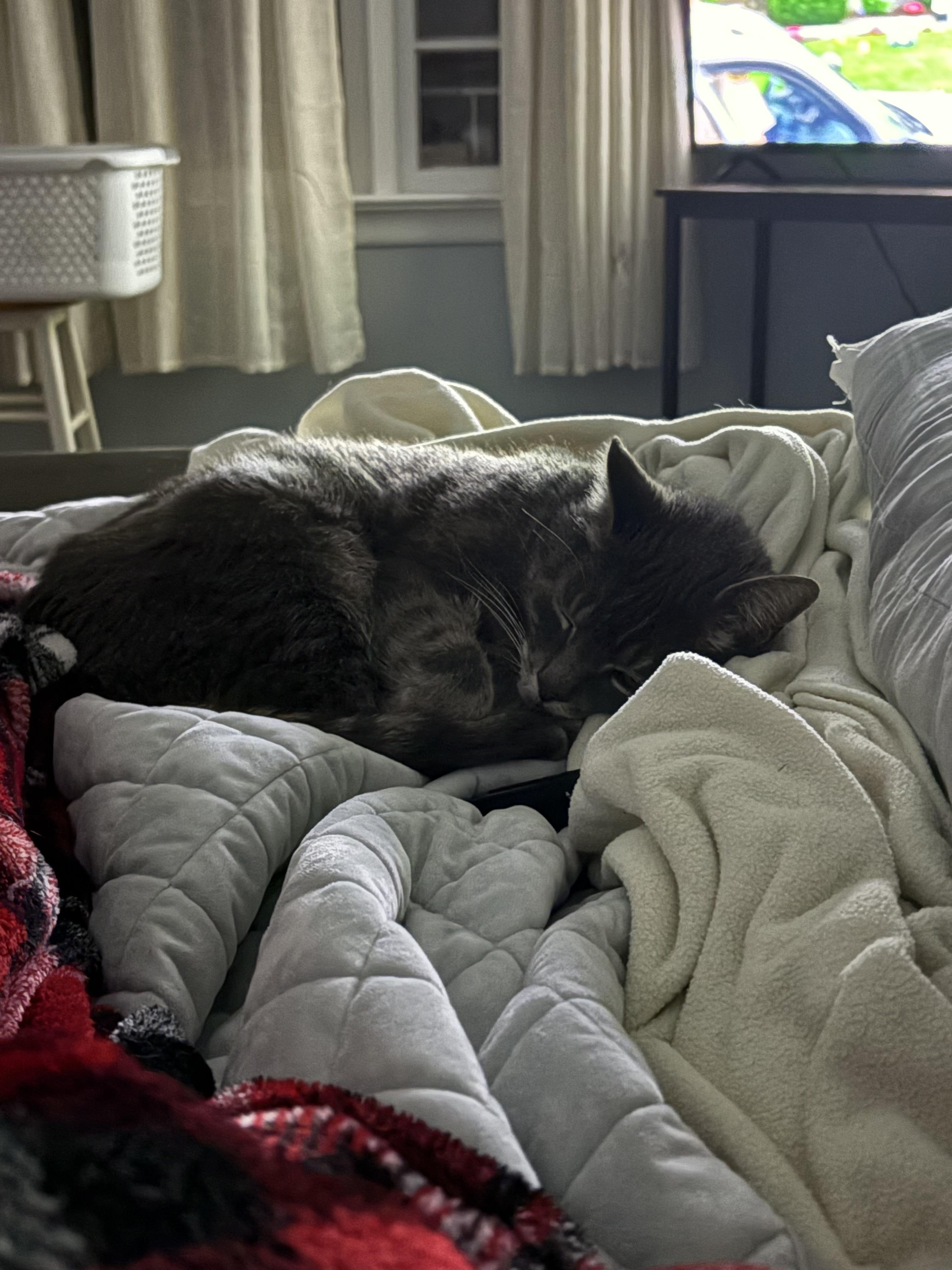 Enlarge Rose, an adopted mixed breed in Galloway, NJ image 4/6