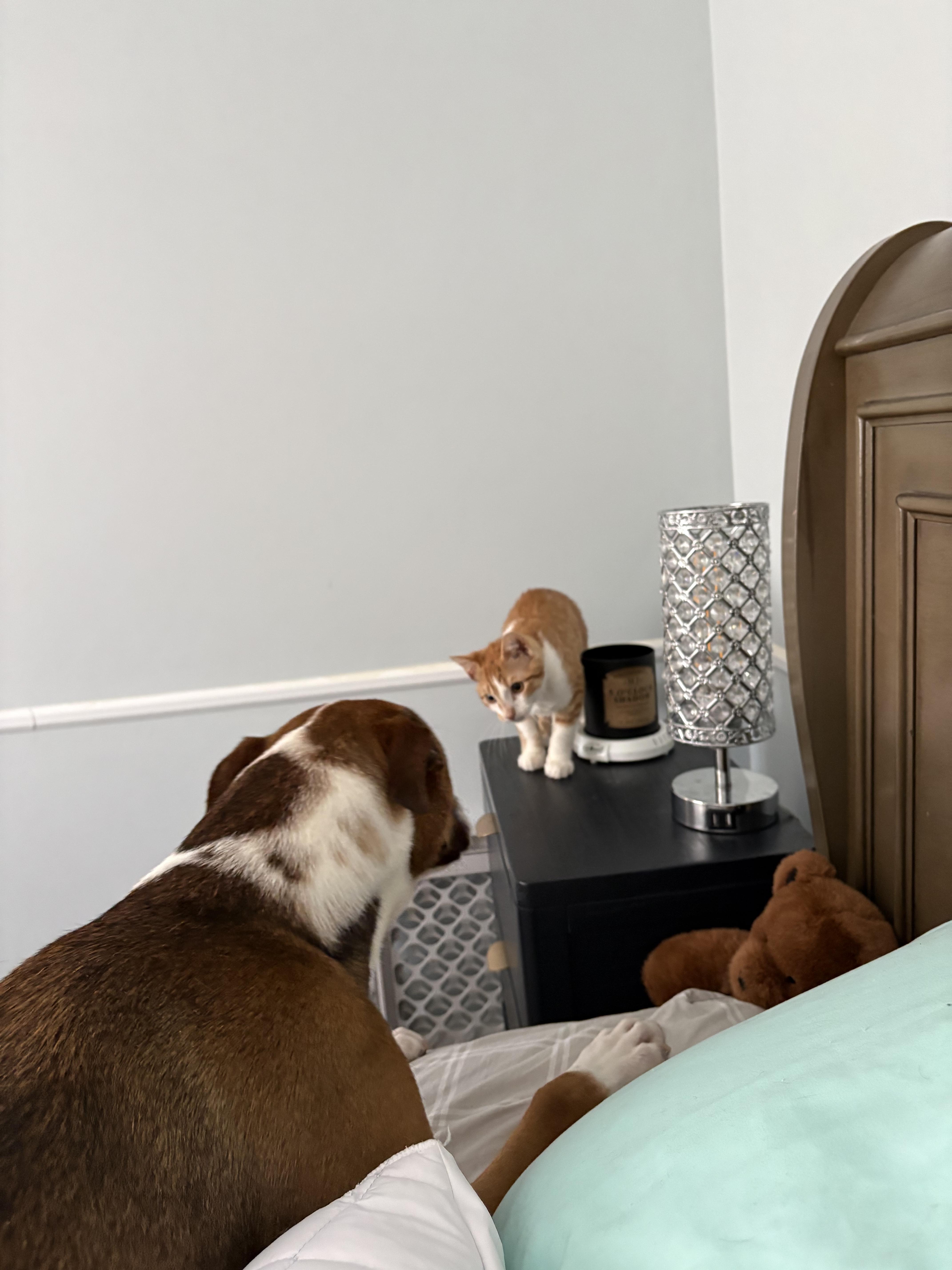 Enlarge Rose, an adopted mixed breed in Galloway, NJ image 3/6