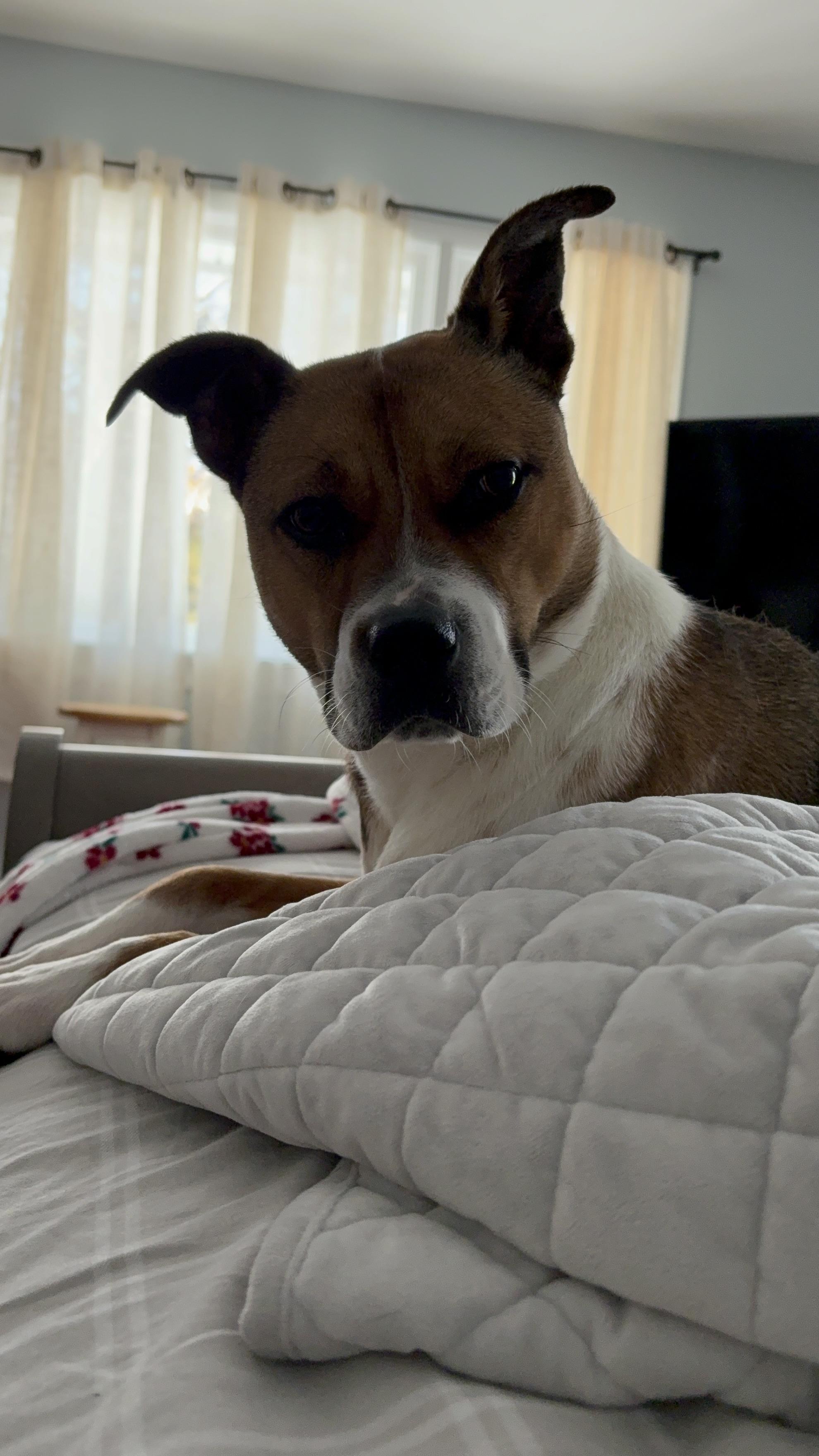 Enlarge Rose, an adopted mixed breed in Galloway, NJ image 5/6